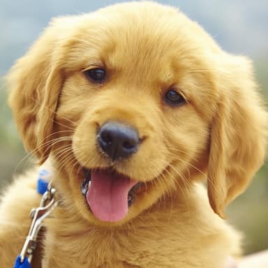 Buddy