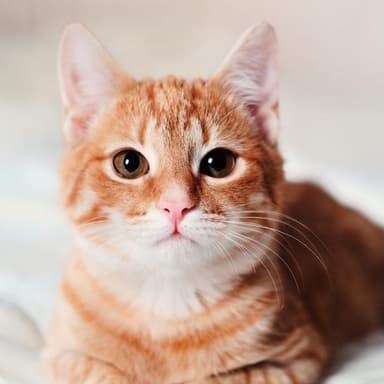 Fluffy