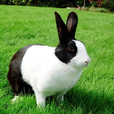 Hoppy