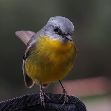 Tweety